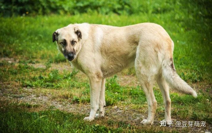 挪威盧德杭犬