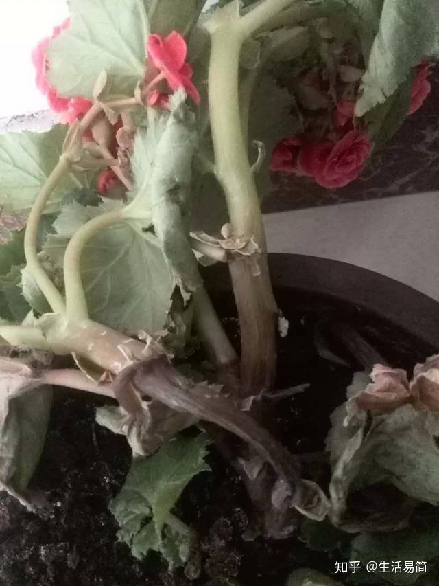 植物烂根怎么办?学会这些就不用担心了! - 知乎