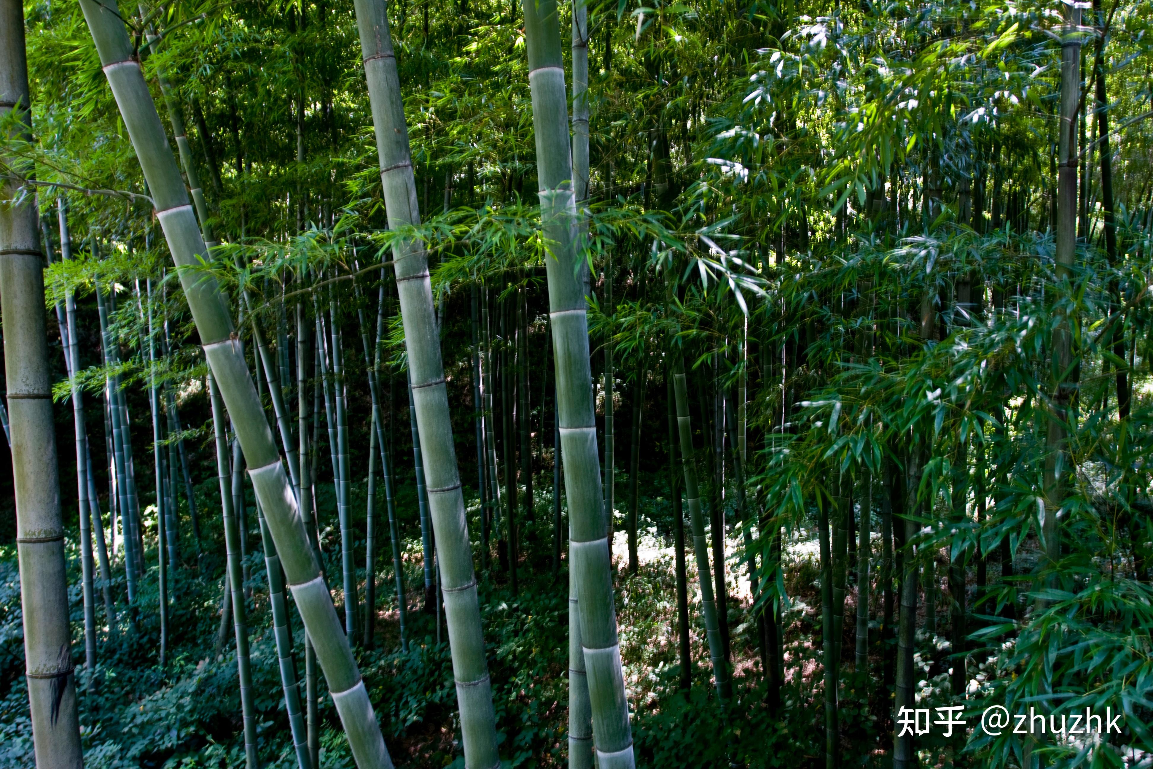 在去南方的旅途中请留意一下竹子! - 知乎