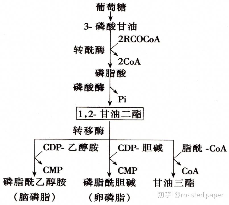 生化与分子生物学——代谢篇之脂质代谢 - 知乎