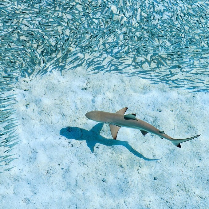 马尔代夫去哪个岛水清,浮潜看到的鱼种类多,最