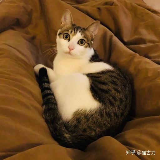 古代人是怎么给猫分品种的 除了乌云踏雪 你还听过哪些 知乎