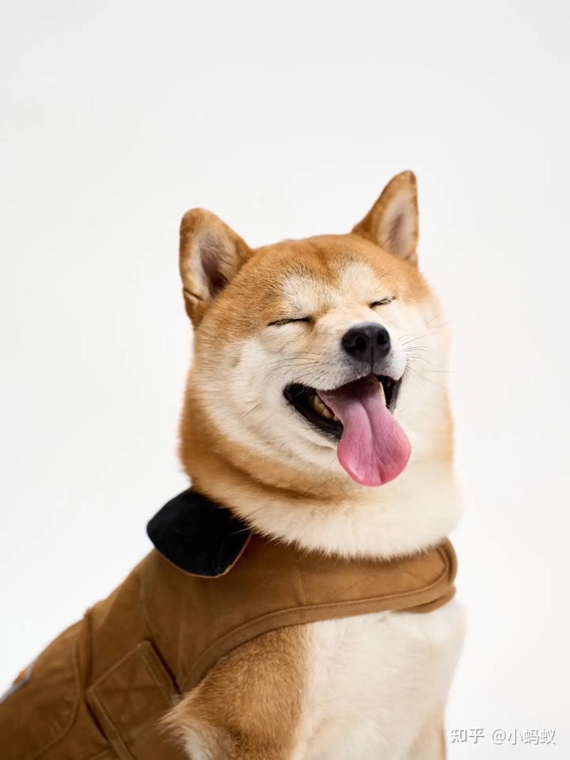 宝藏！几十张可爱小狗照片来袭🐶我不允许有人没看过这些小狗照片🐶 知乎 