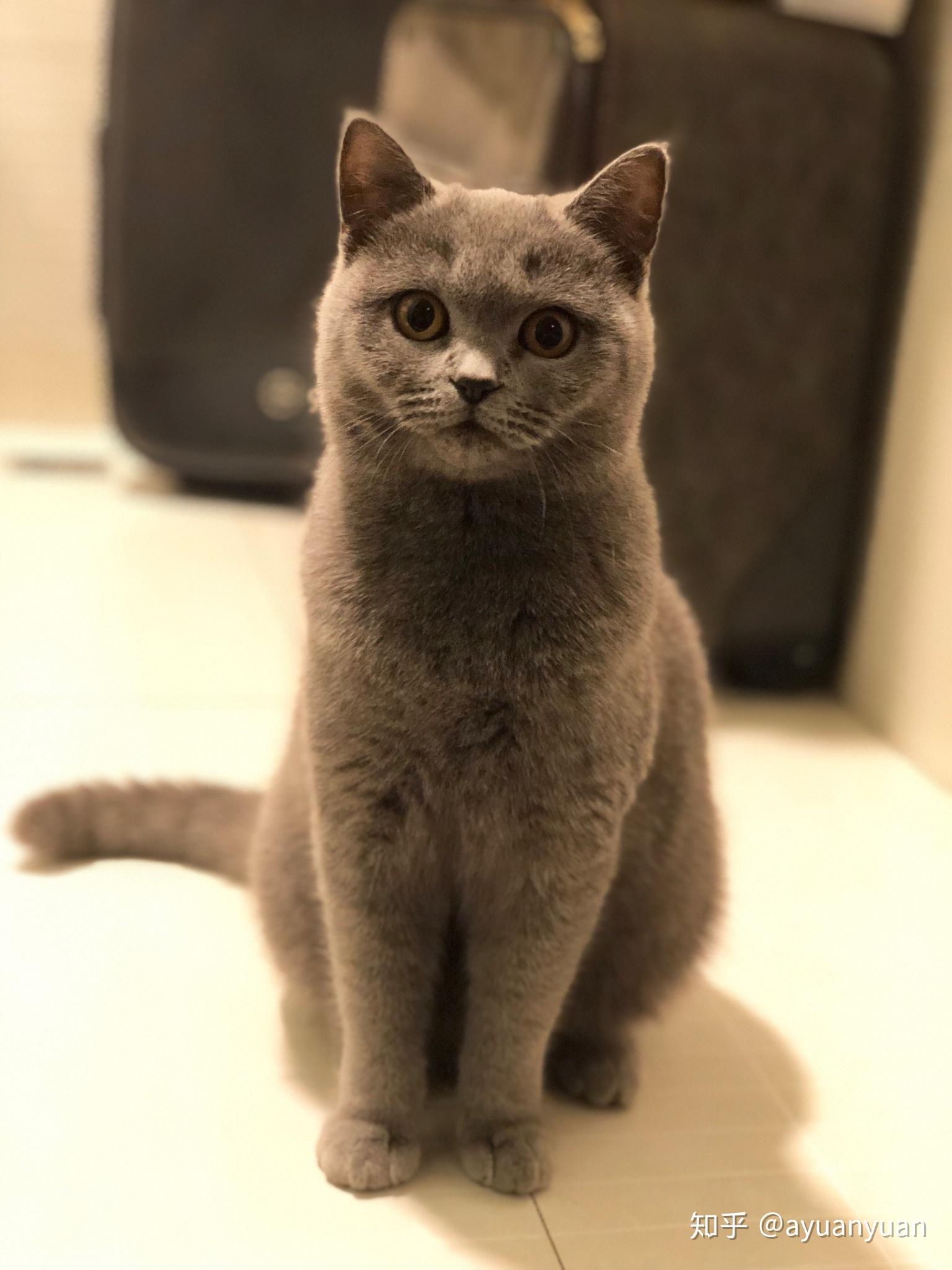 英短蓝猫脸超尖怎么破