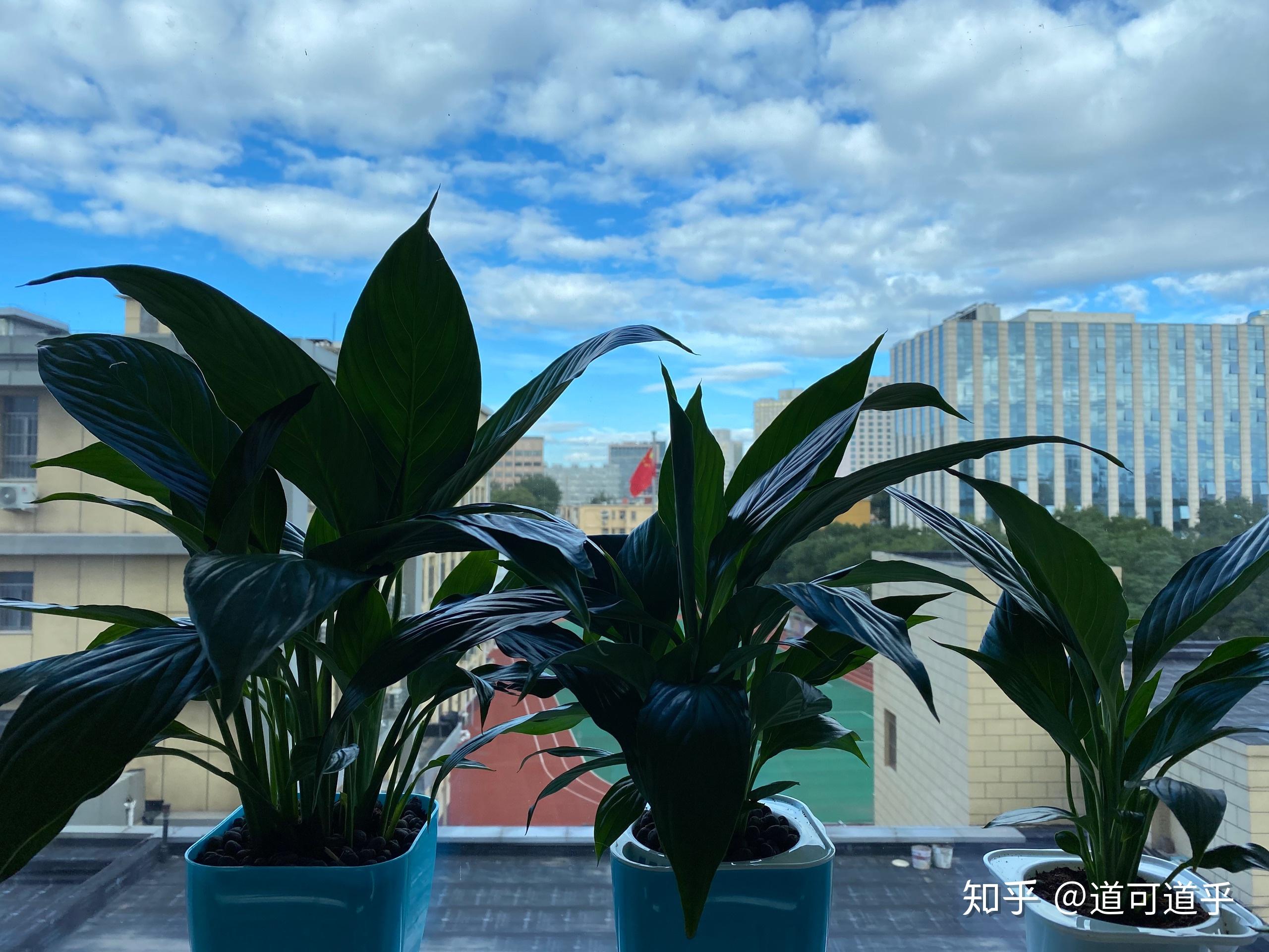 种花记 知乎