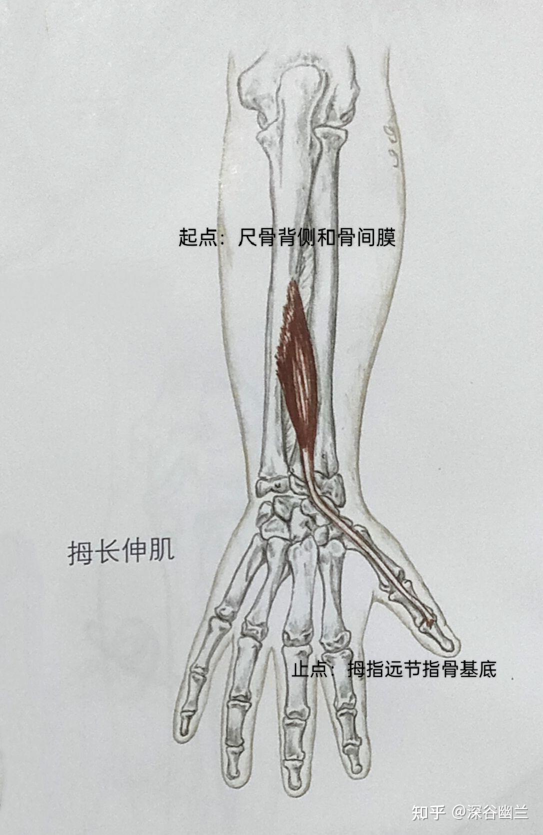 参与腕外展(桡偏)动作的肌肉有:桡侧腕长伸肌,拇长伸肌,拇长屈肌(协助