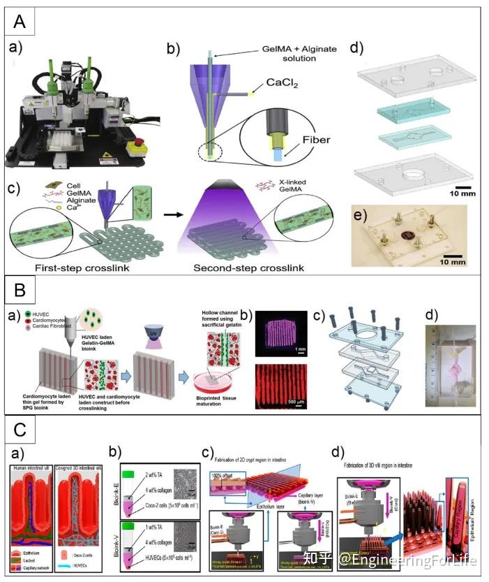 太火了!"器官芯片"领域又一篇ahm综述