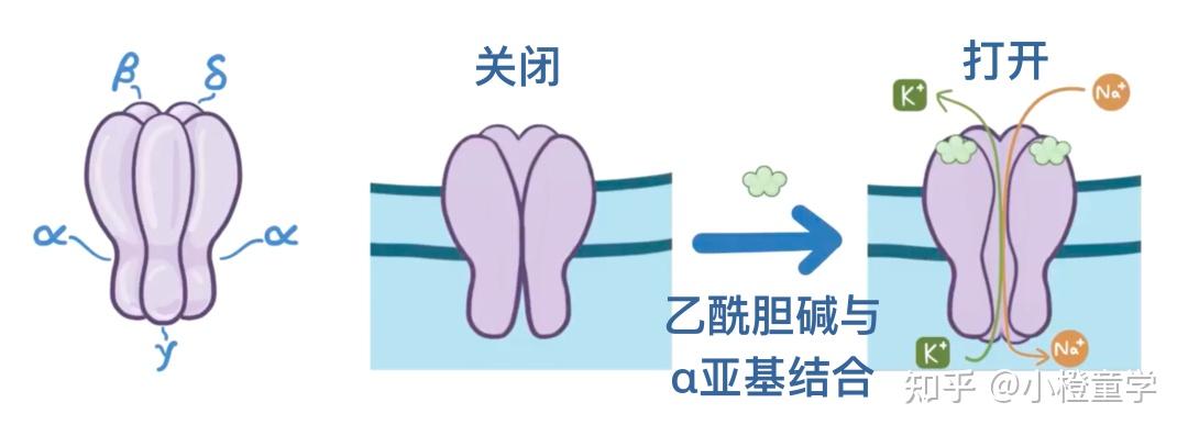 生命科学之胆碱能受体 - 知乎