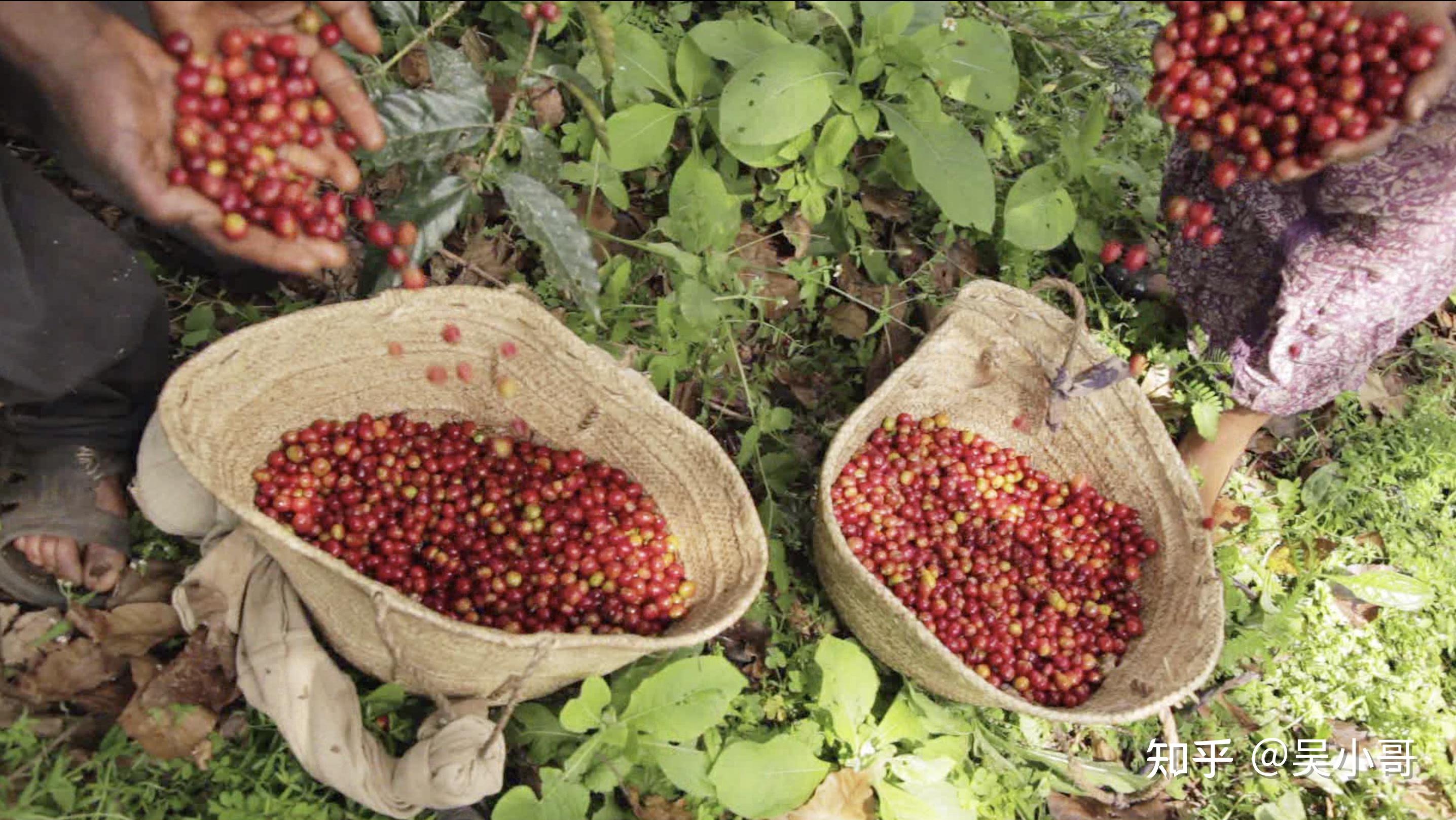 2020年,埃塞俄比亚总统萨赫勒-沃克·祖德女士正式宣布埃塞俄比亚咖啡