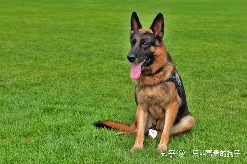 什么品种的狗最忠心 v2-3e837540af5749e6ffc0a92f0bdcaad2_r.jpg