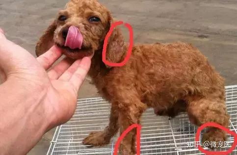 狗狗不同种类的 皮肤病 应该如何区分 知乎