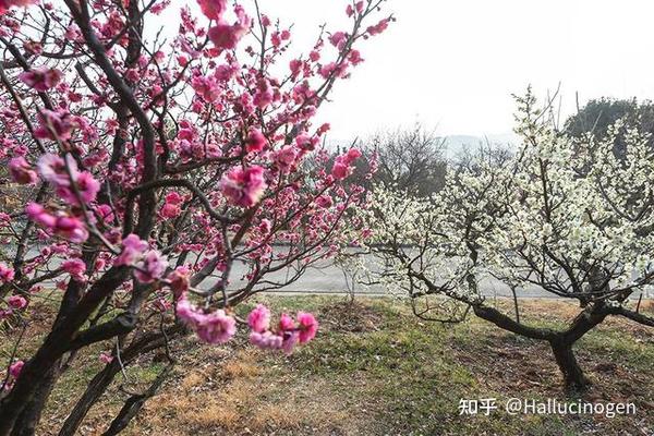 青岛梅园景区 青岛梅园景区最佳时期 青岛看花