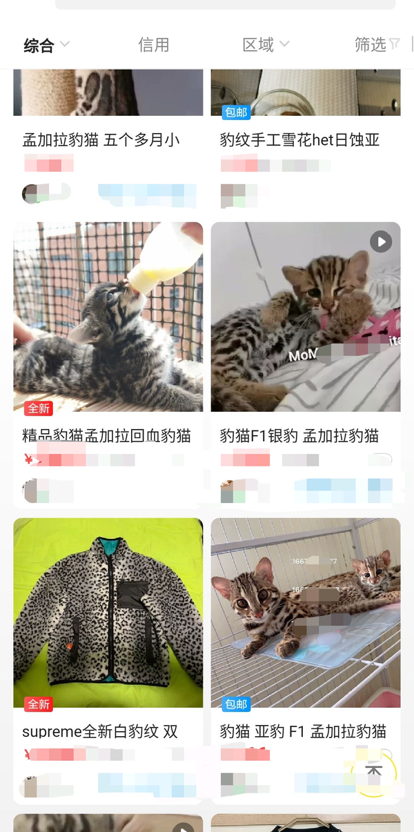 宠物豹猫 背后的残酷真相 大量野生豹猫正因此消失 知乎