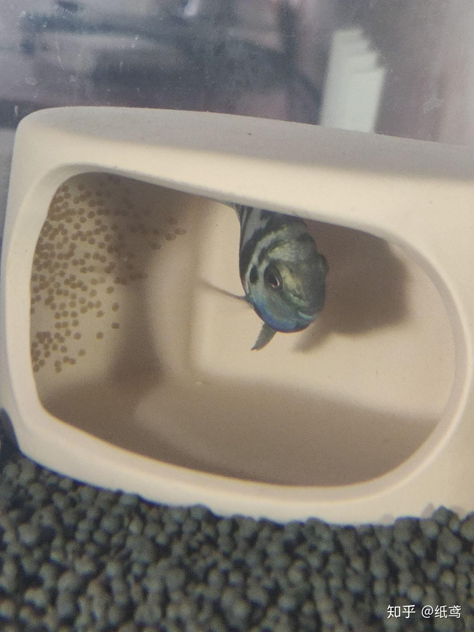 迷你鹦鹉鱼会照看自己的小鱼,等7—9天后就可以看到小的迷你鹦鹉鱼游