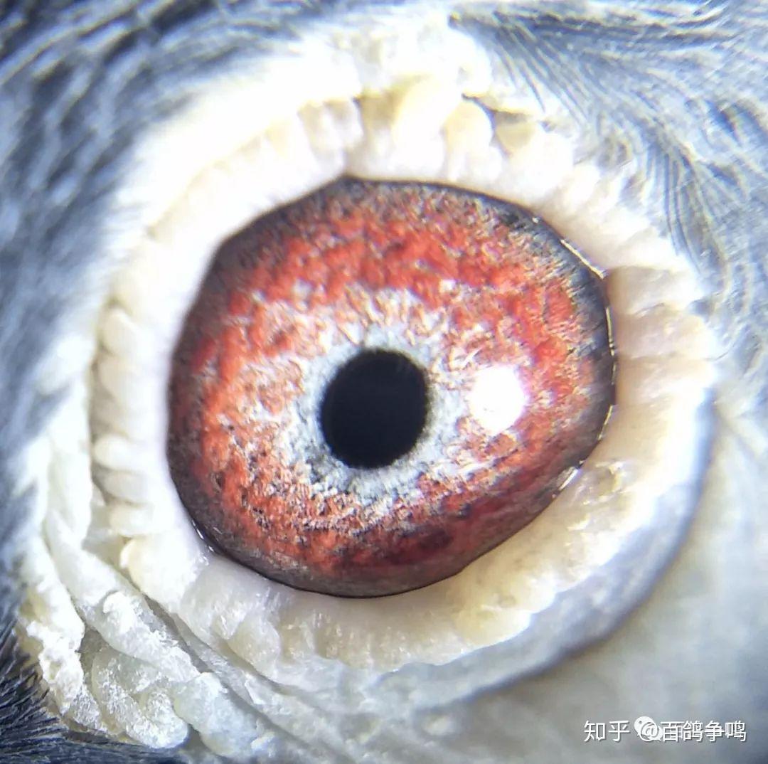 胡刚:西安市700公里亚军揭秘重点是:这两羽赛绩鸽,通过鸽眼识别分析