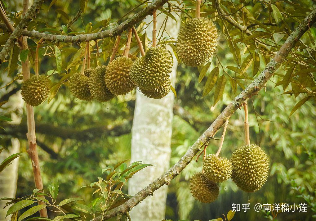 干货|教你如何辨别真正的猫山王榴莲! - 知乎