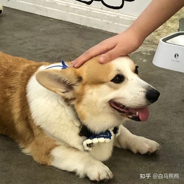 狗狗拉稀呕吐 用八牧有用吗 知乎