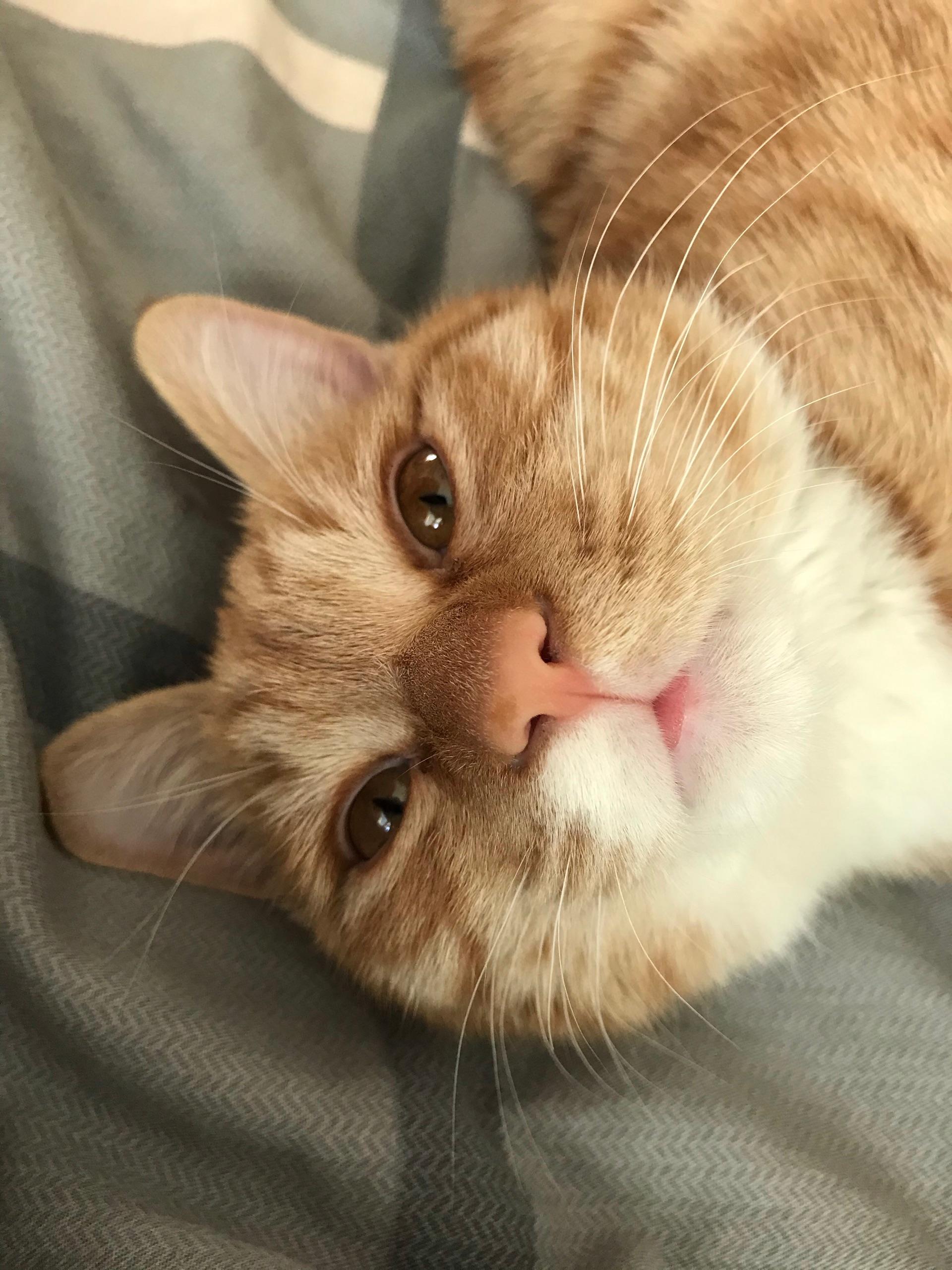 猫的换牙期吃软食比较好吗?