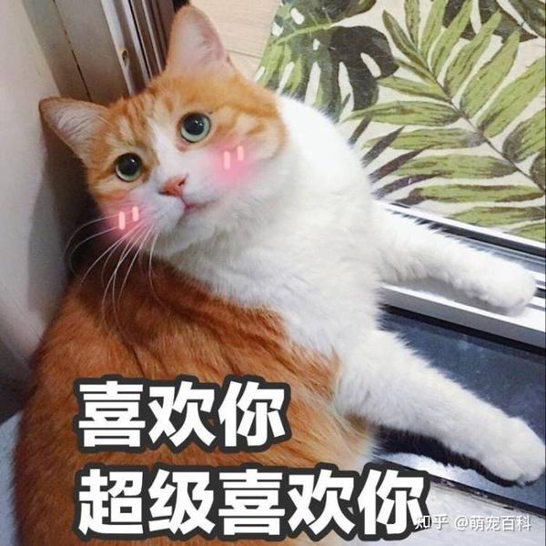 猫咪喜欢主人必然有这些行为 如果没有 那你就要反省了 知乎