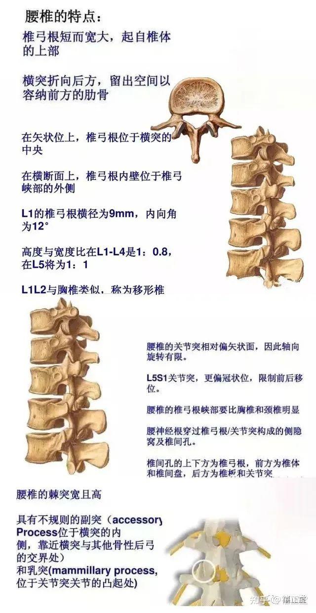 腰椎的解剖结构及图示