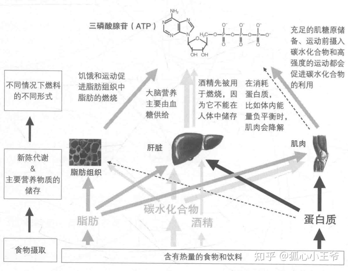 干货 | 运动状态下ATP的生成 - 知乎