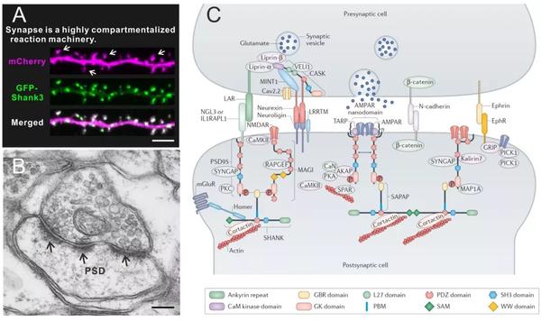 cell丨张明杰组破解突触的建立与可塑性调节的机制—温文玉解读