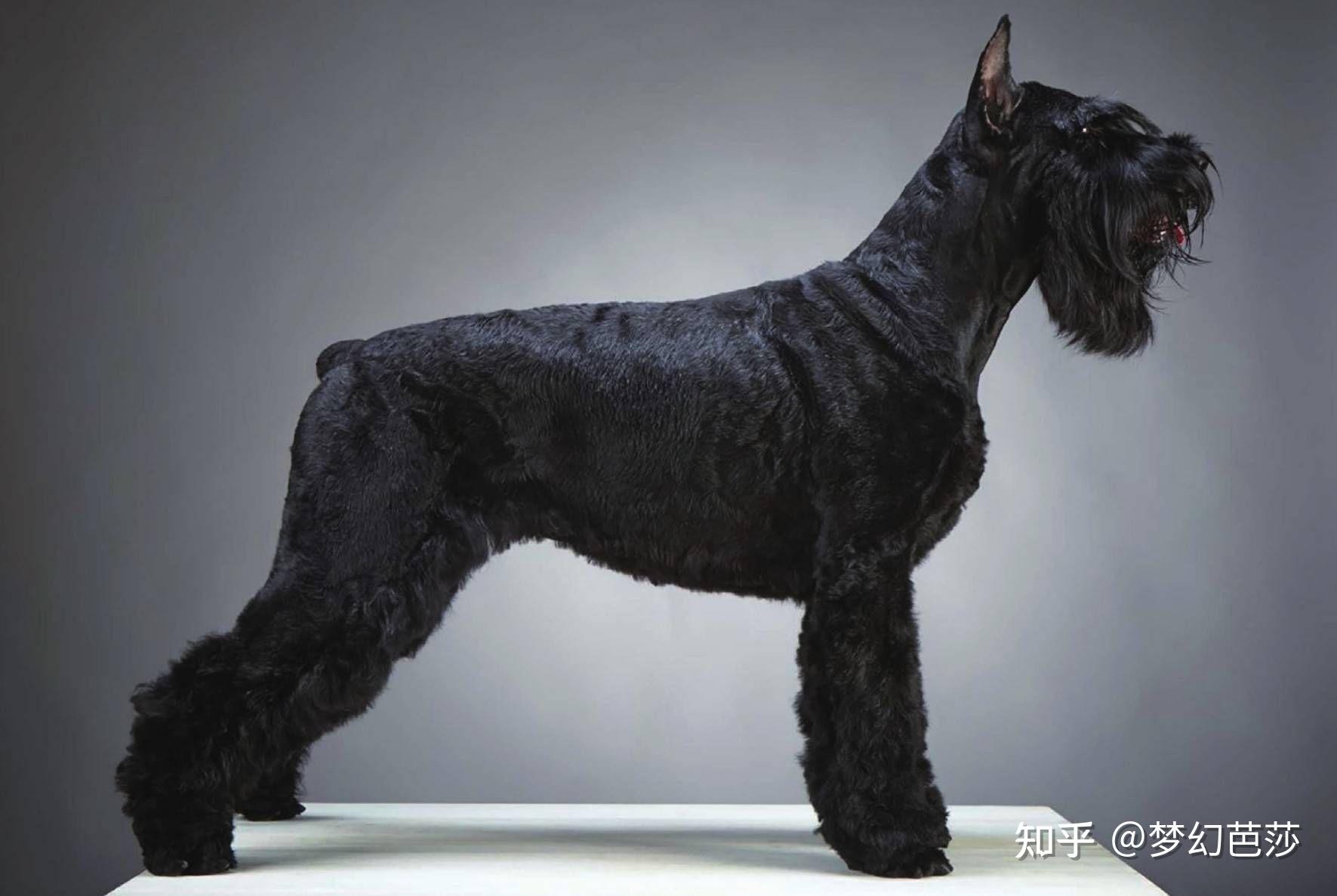 Schnauzer, Giant Breed Guide - Learn about the Schnauzer, Giant.