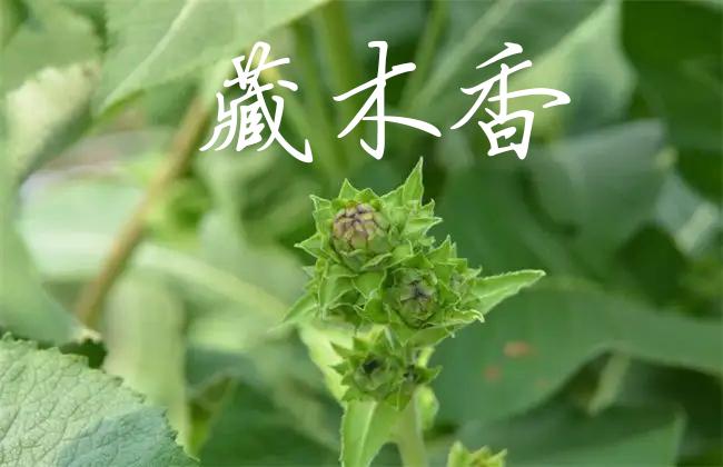 珍稀藏药材 健脾和胃 调气解郁 止痛 藏木香原来有这么多药用价值 知乎