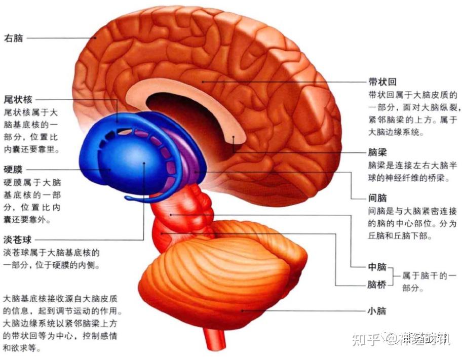 3D解剖丨头颈部、颅脑,满是干货速收藏 - 知乎