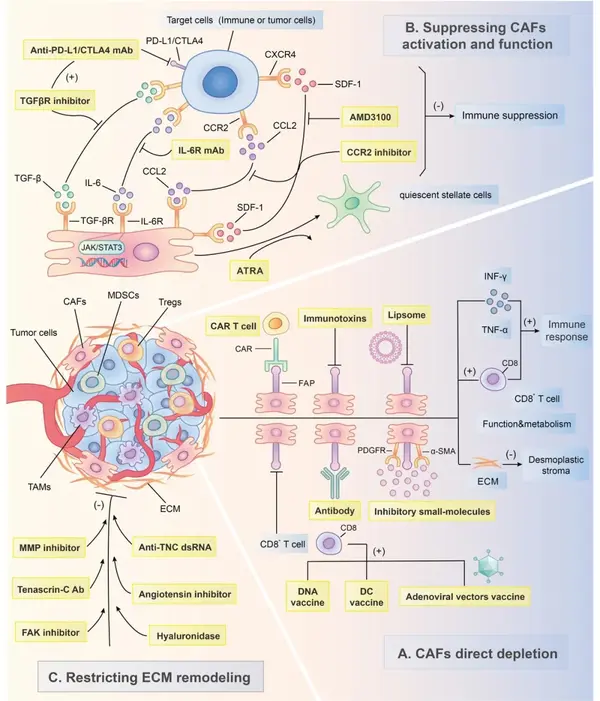 Mol Cancer|复旦大学施思团队就肿瘤微环境中CAFs和免疫细胞之间的串扰进行探讨 - 知乎