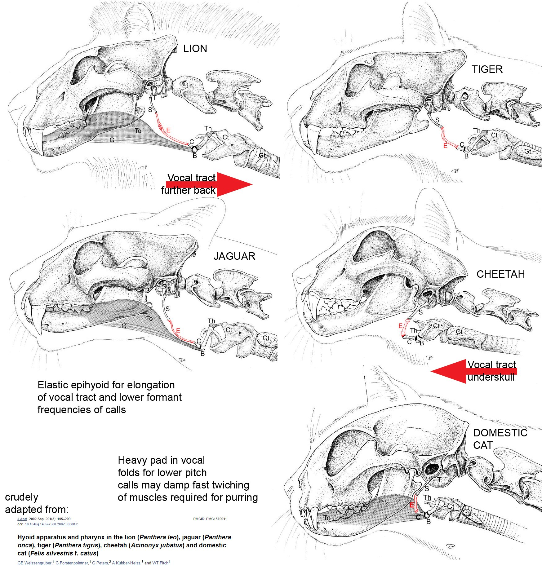 动物篇81食肉目猫型亚目上