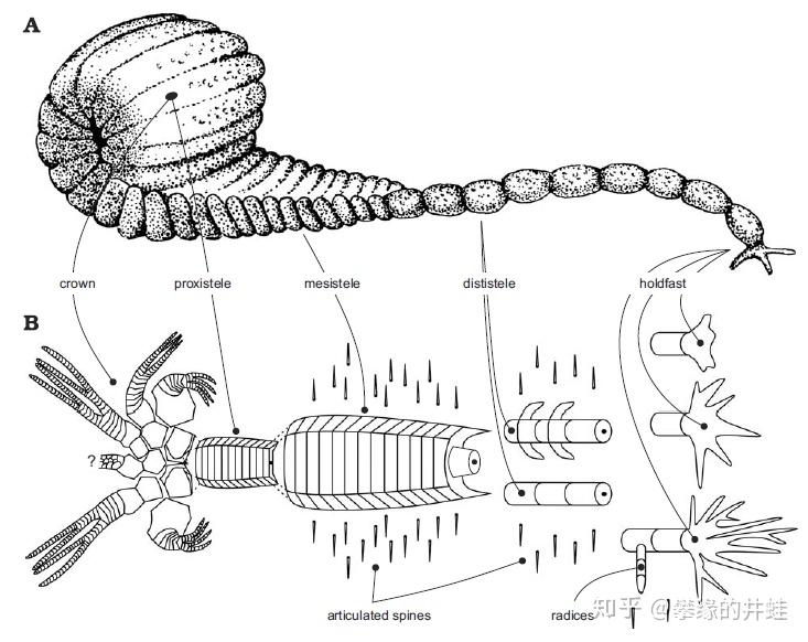 地球演义寒武纪的余烬棘皮动物篇下
