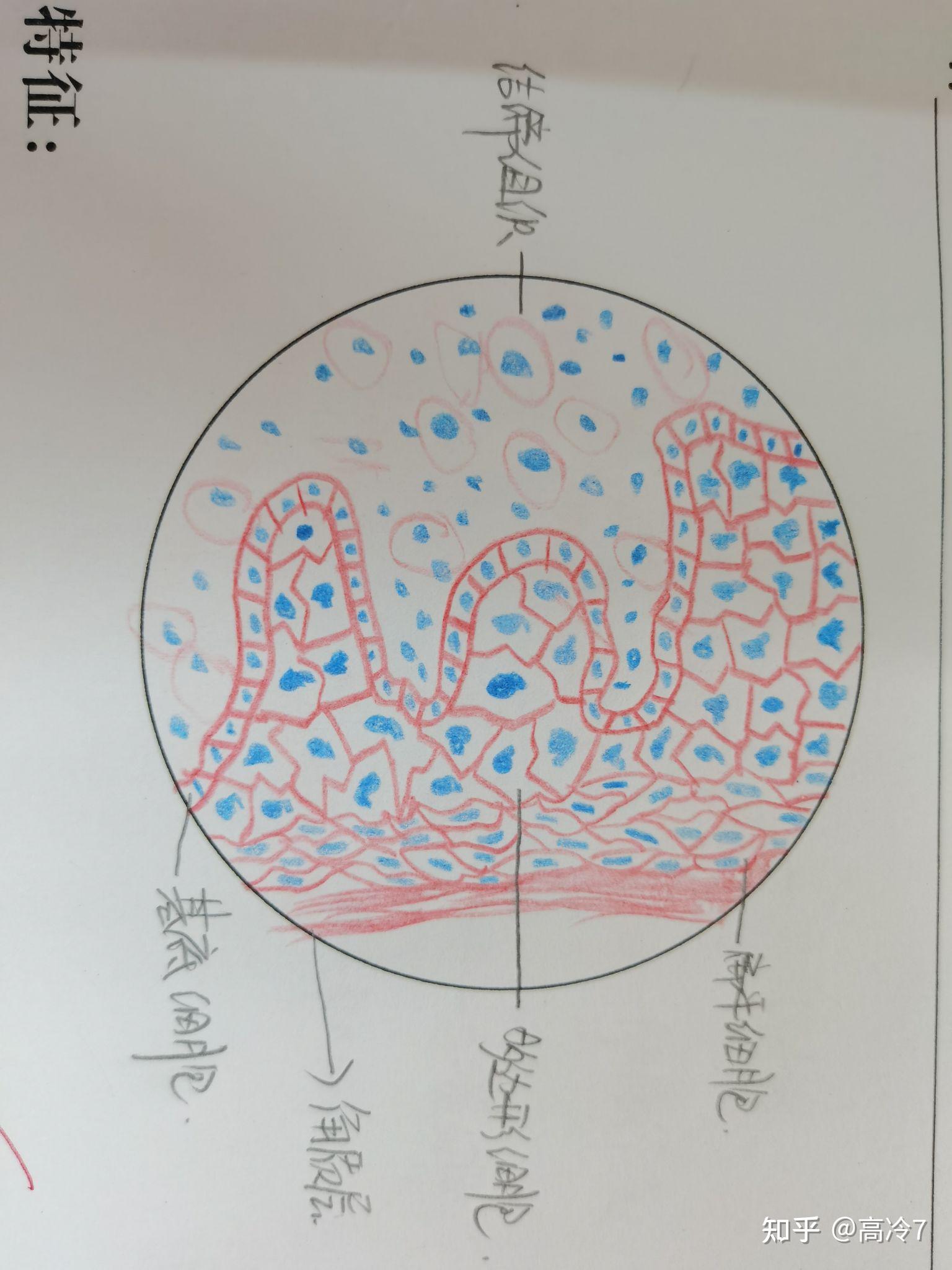 单层扁平细胞手绘图图片