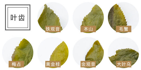 为了帮助各位茶友鉴别色种与铁观音,小编选取了本山,毛蟹,梅占,黄金桂