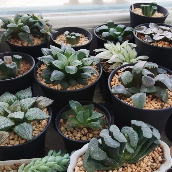 阿福花科多肉植物 知乎