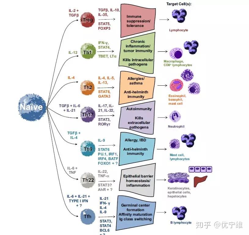 细胞因子cytokine的机制与检测