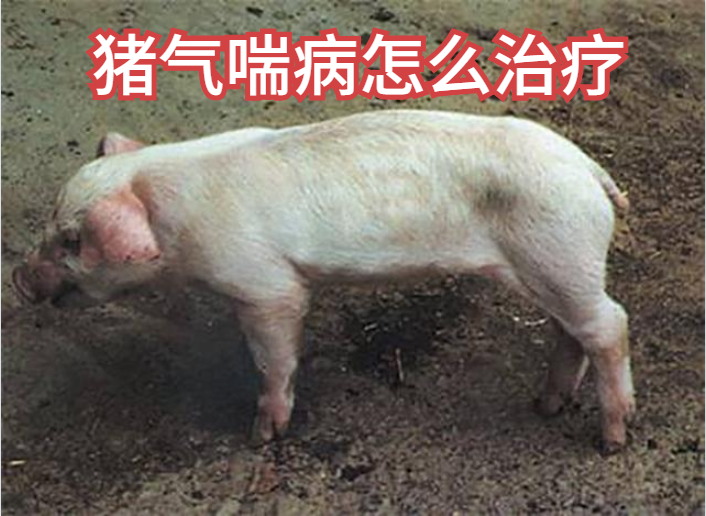 猪气喘病怎么治疗最有效