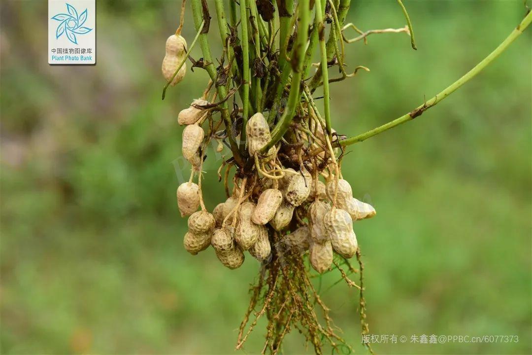 地上开花，地下结果，你猜到是什么植物了吗？丨花花万物 - 知乎