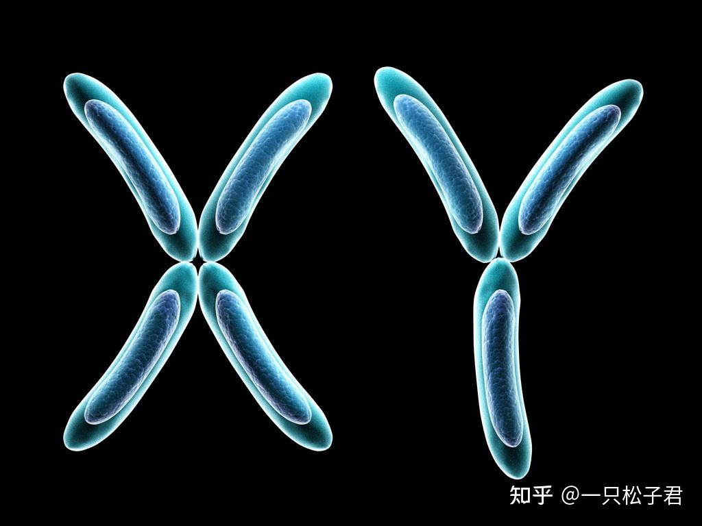 y染色体微缺失三代试管怎么做(y染色体微缺失试管生下男孩会有什么问题)-第1张图片-鲸幼网