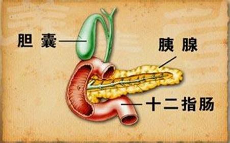 胰腺 - 知乎