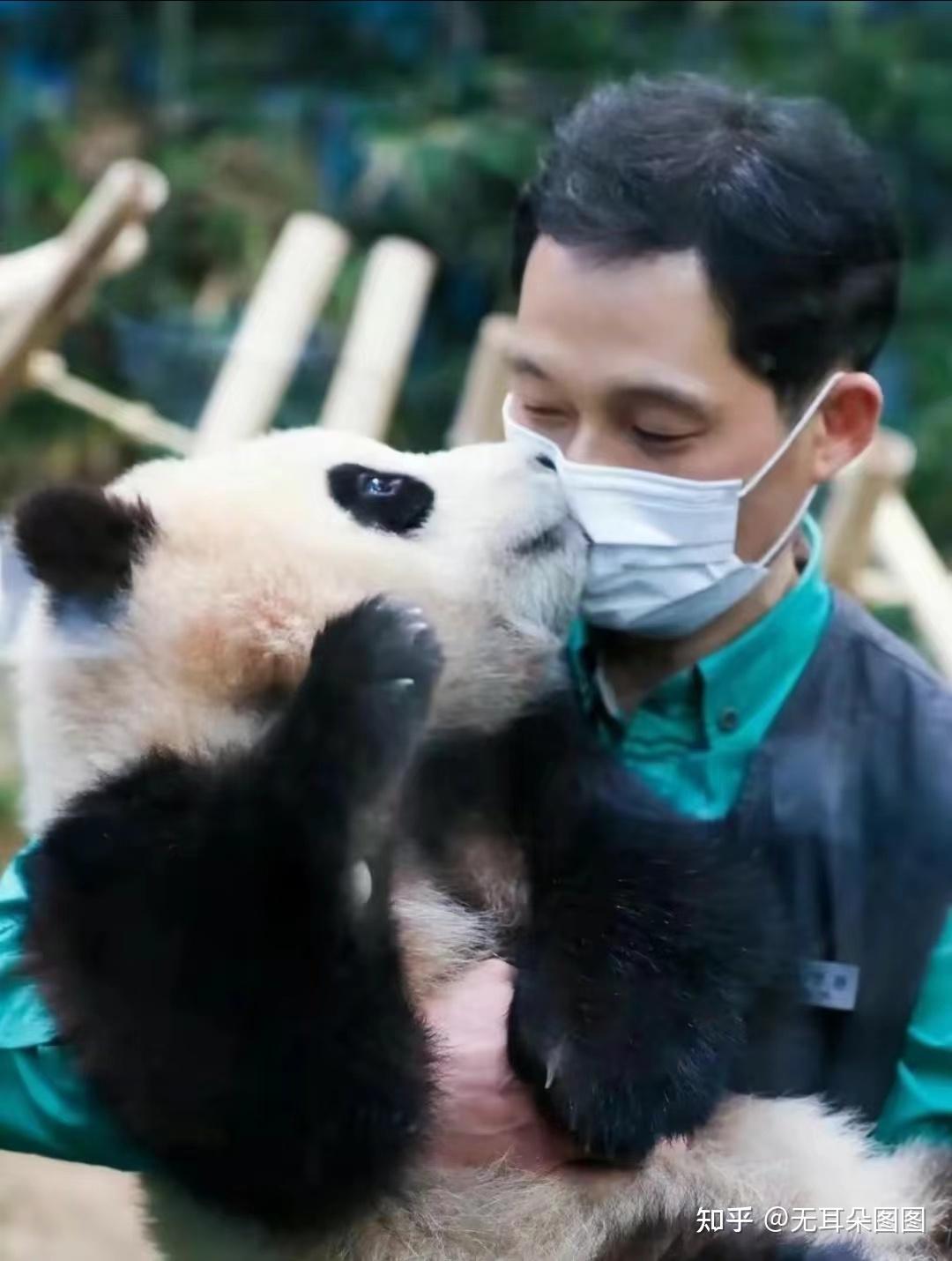 爱宝乐园公开的熊猫福宝表情包~你们可以发挥了哈哈哈