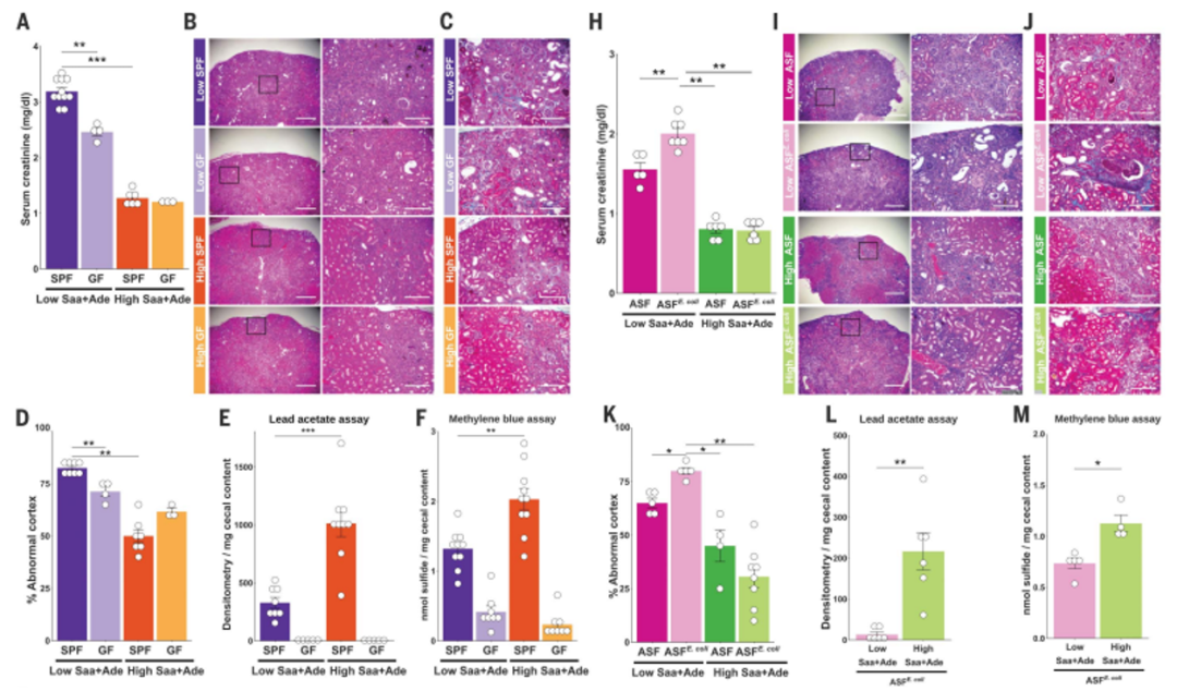 微生物16s质谱技术揭示含硫氨基酸饮食如何与肠道菌群相互作用