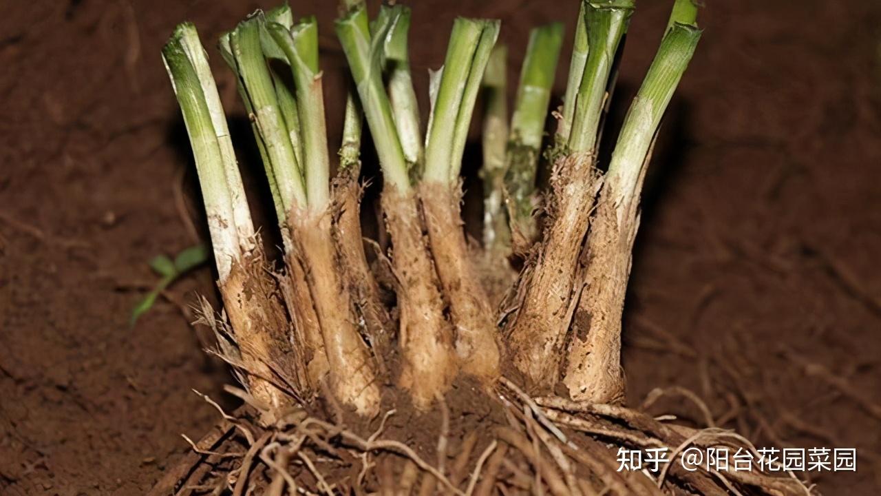 3步教你盆栽韭菜又粗又肥硕根根像小葱好吃包饺子