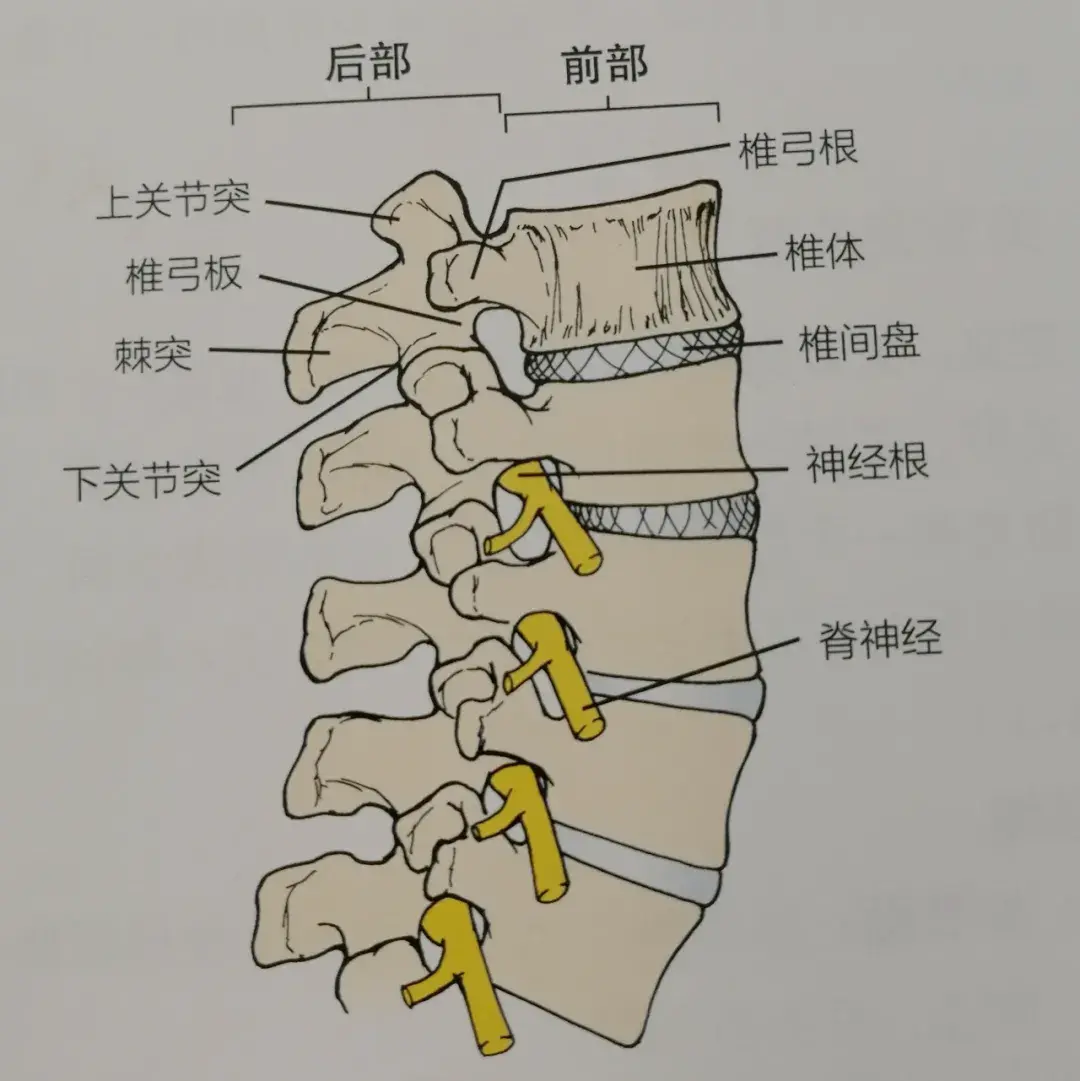 腰椎第四五节位置图图片