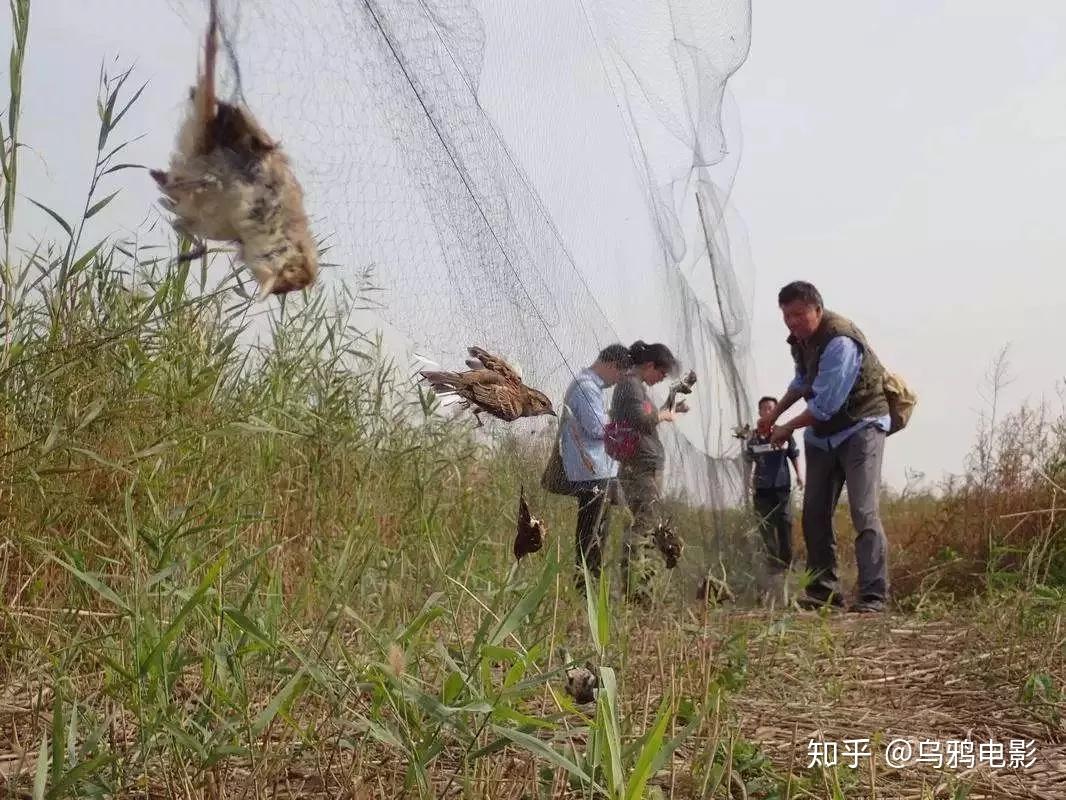 动物自断被兽夹夹住的腿…这几年,中缅边境不少小镇开起了野味店