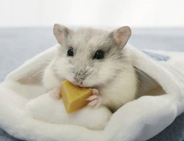 v2-3f250af9e2b17a933cf0939d8a2e1663_1440w.jpg?source=172ae18b