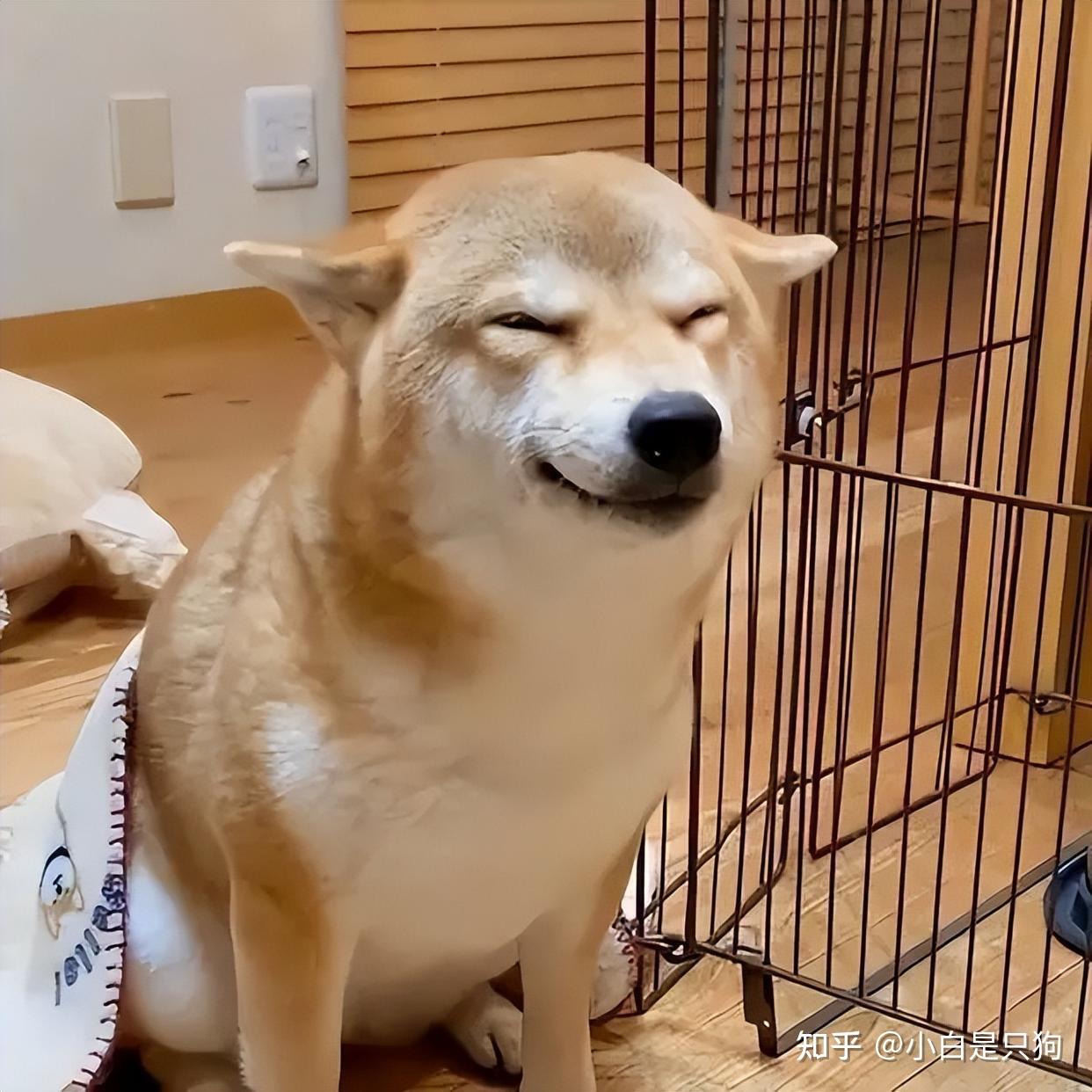 柴犬“认错”只会咪咪笑？那你就错了！ - 知乎