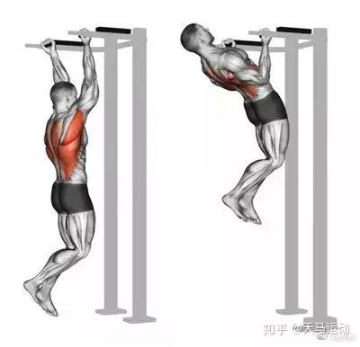 干货!健身练背的动作都在这里 - 知乎