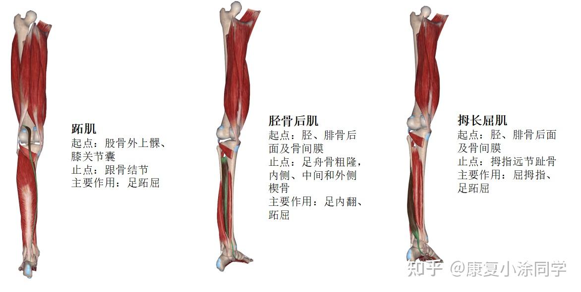 跟腱断裂修复手术康复最全攻略！ - 知乎