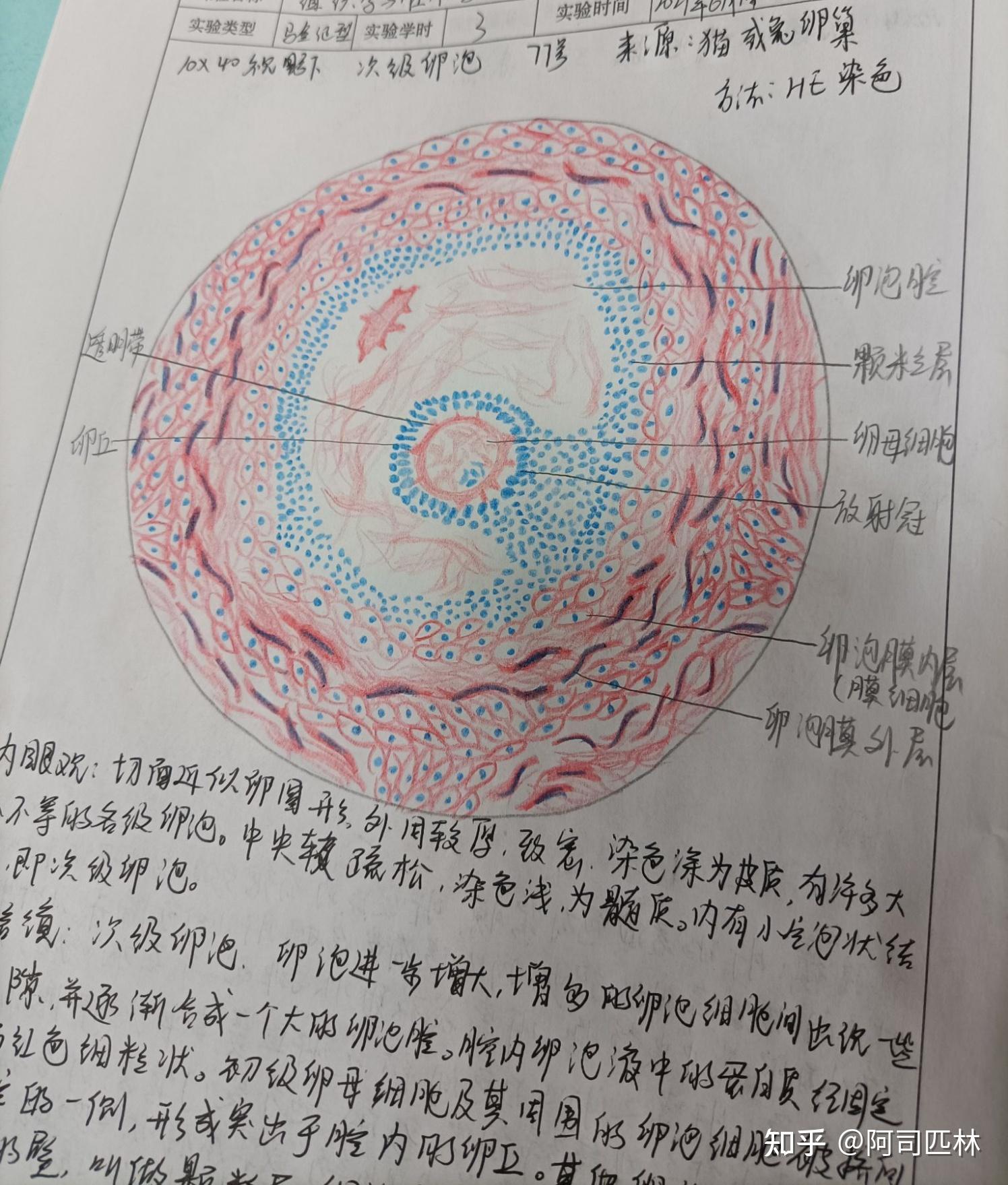 组胚实验报告册